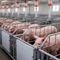 Азійці готові купувати українську свинину. Як це вплине на експорт?